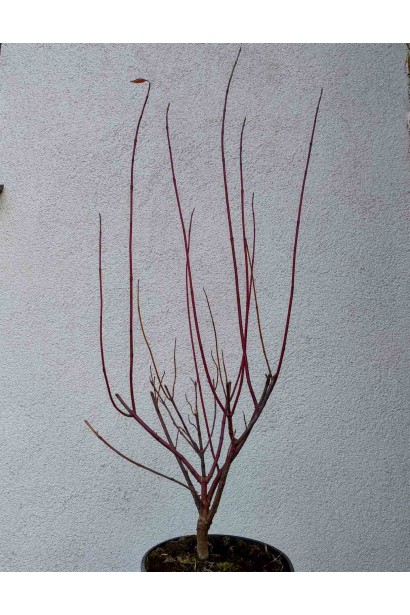 Дерен белый Сибирика Вариегата 5л/вис.60-80см/Ø30-40см/4р